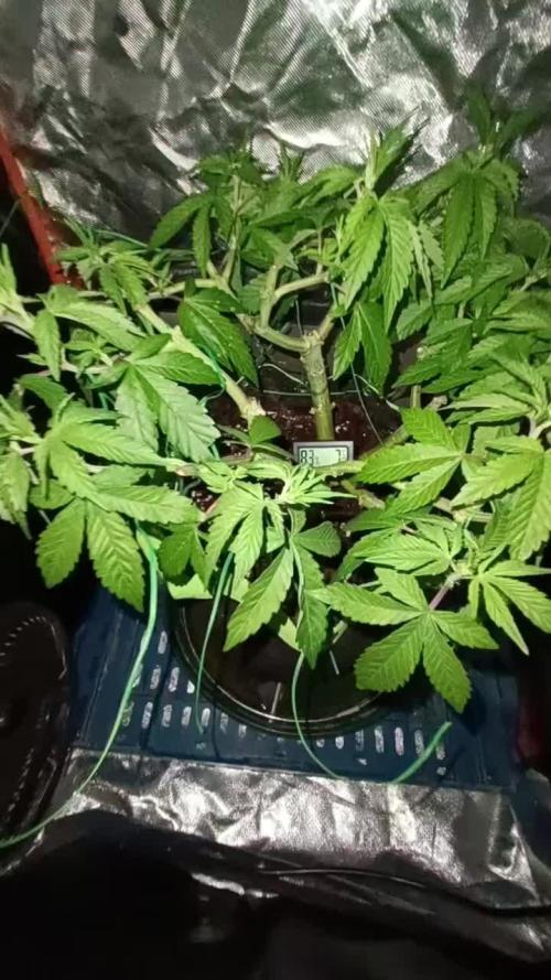 420Rainbow Melon - HPS Monsters 😈