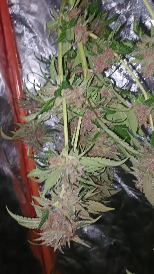 SSSC x DP Fast B 🏆🥇