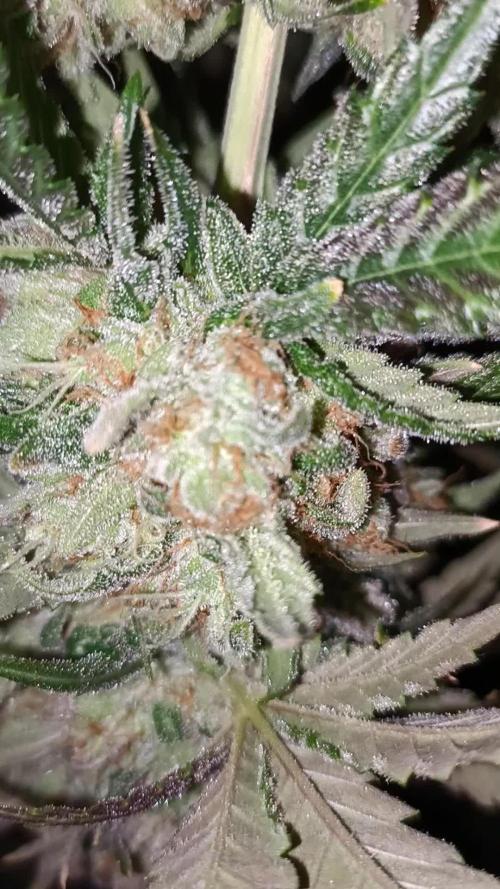 Papaya mix 420s