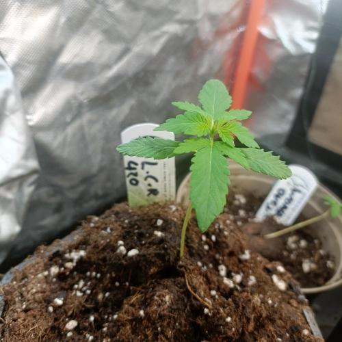 LCR 420 1st run. Week 3 - Boom