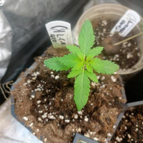 LCR 420 1st run. Week 3 - Burst of life