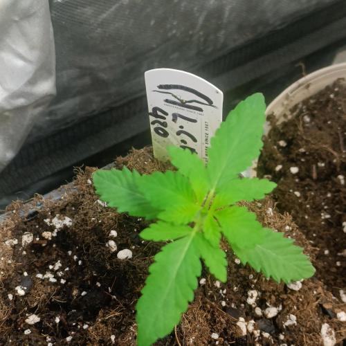 LCR 420 1st run. Week 3 - Here she goes