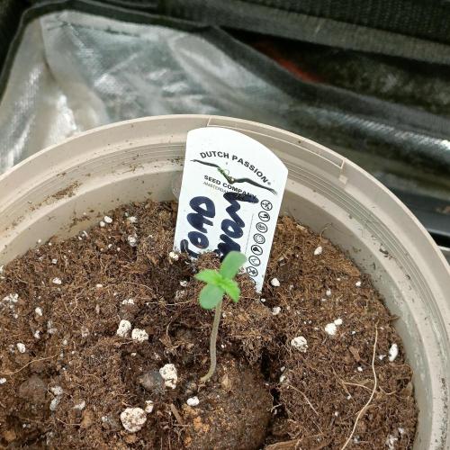 Lick the toad. Week 1