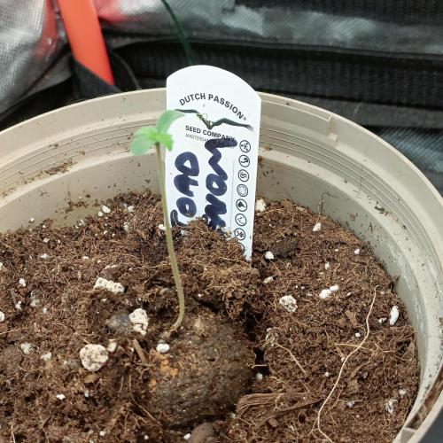 Lick the toad. Week 1