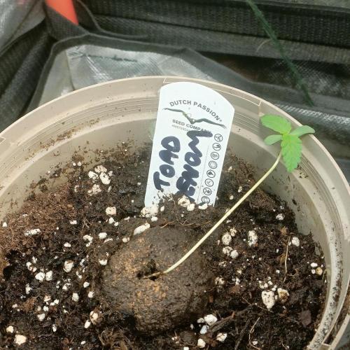 Lick the toad. Week 1