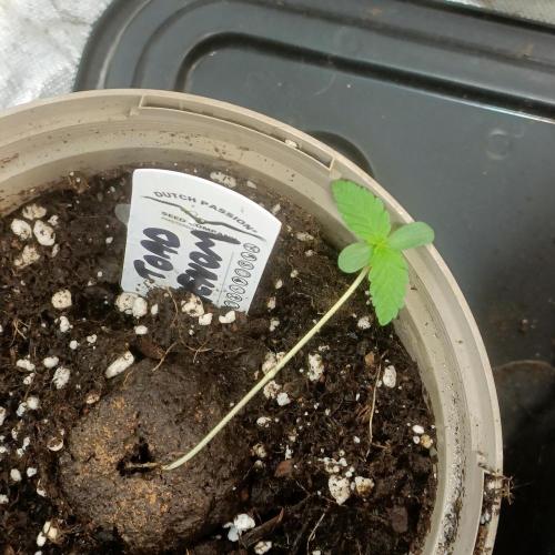 Lick the toad. Week 1