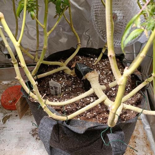 1st Test Run SSSC x Dutch P. Week 29