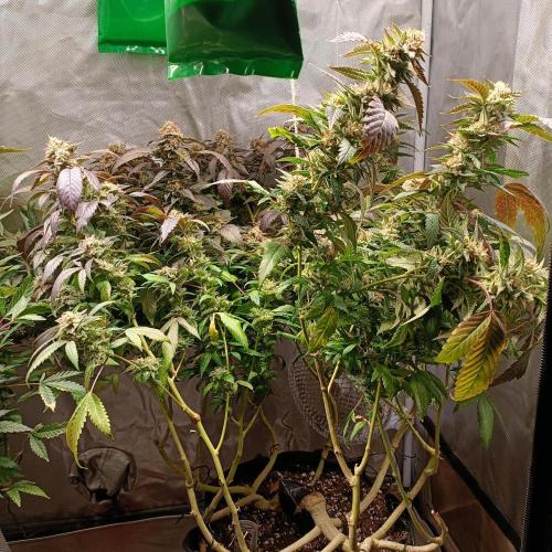 1st Test Run SSSC x Dutch P. Week 29