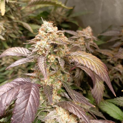 1st Test Run SSSC x Dutch P. Week 29