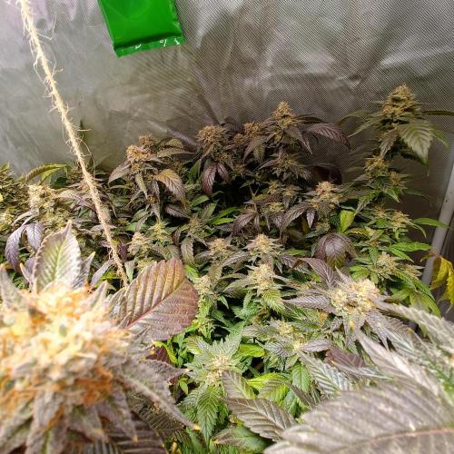 1st Test Run SSSC x Dutch P. Week 29