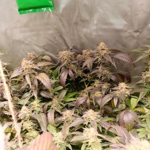 1st Test Run SSSC x Dutch P. Week 29