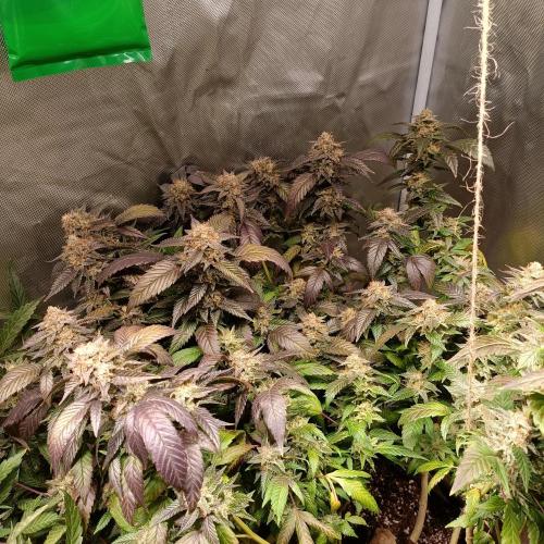 1st Test Run SSSC x Dutch P. Week 29