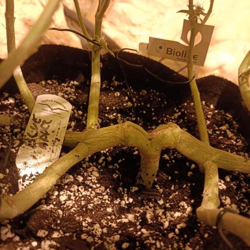 1st Test Run SSSC x Dutch P. Week 29