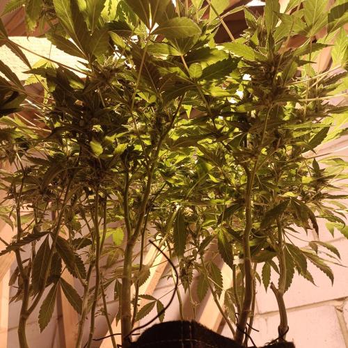 1st Test Run SSSC x Dutch P. Week 29