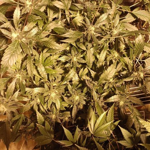 1st Test Run SSSC x Dutch P. Week 29