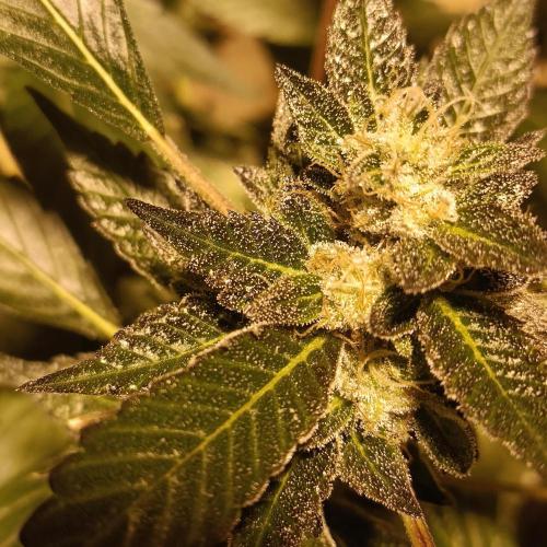 1st Test Run SSSC x Dutch P. Week 29