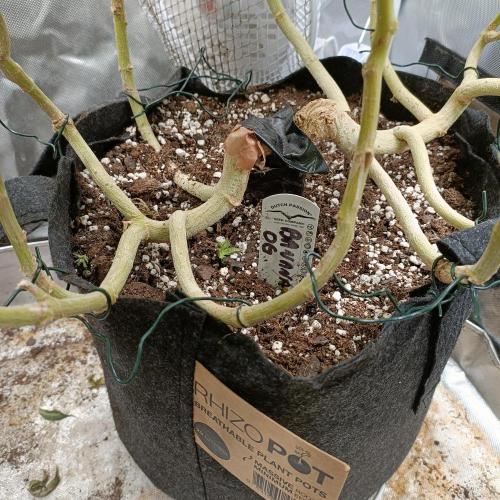 1st Test Run SSSC x Dutch P. Week 30