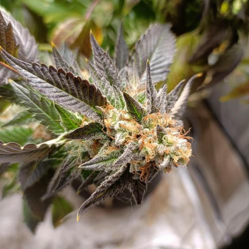 1st Test Run SSSC x Dutch P. Week 30