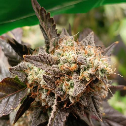 1st Test Run SSSC x Dutch P. Week 30