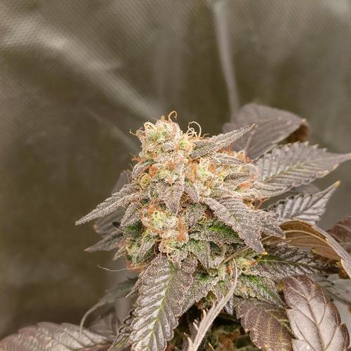 1st Test Run SSSC x Dutch P. Week 30