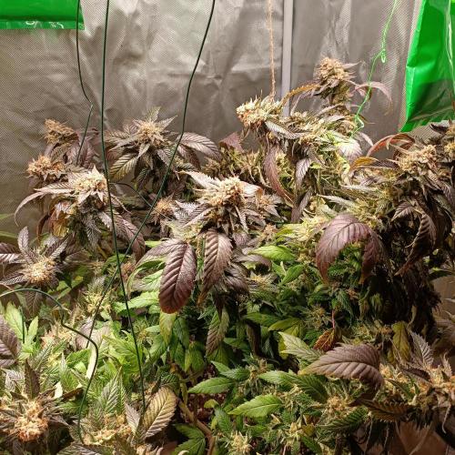 1st Test Run SSSC x Dutch P. Week 30