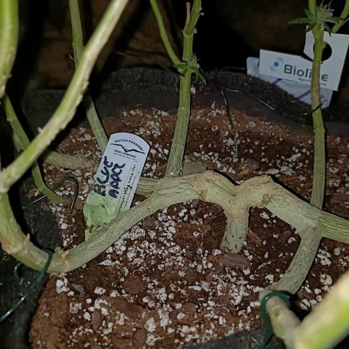 1st Test Run SSSC x Dutch P. Week 30