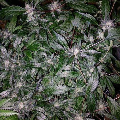 1st Test Run SSSC x Dutch P. Week 30