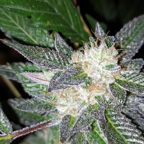 1st Test Run SSSC x Dutch P. Week 30