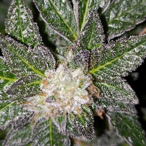 1st Test Run SSSC x Dutch P. Week 30