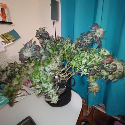 1st Test Run SSSC x Dutch P. Week 31