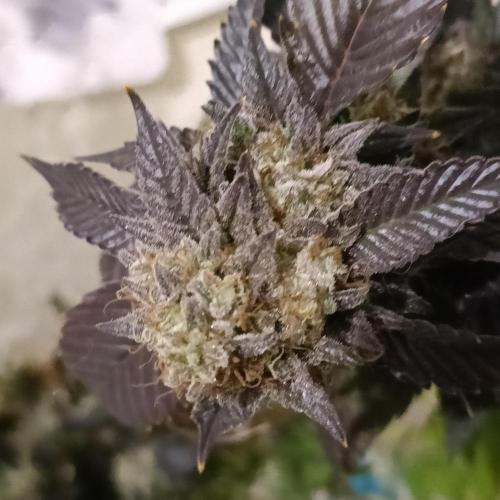 1st Test Run SSSC x Dutch P. Week 31