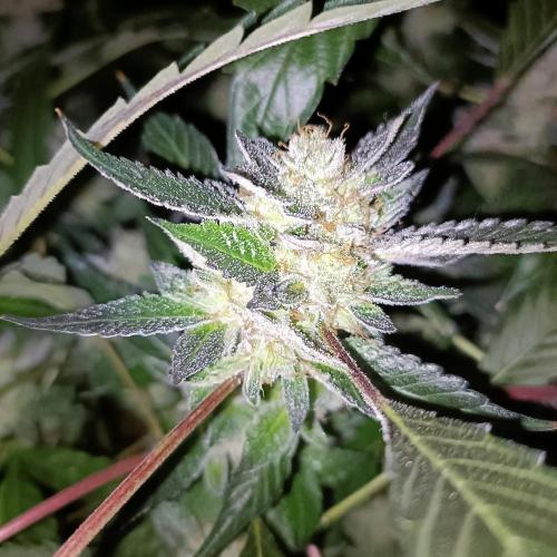 1st Test Run SSSC x Dutch P. Week 31