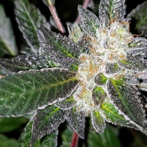 1st Test Run SSSC x Dutch P. Week 31