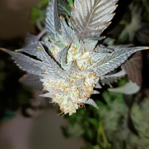 1st Test Run SSSC x Dutch P. Week 32