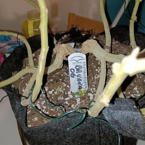 1st Test Run SSSC x Dutch P. Week 32