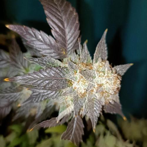 1st Test Run SSSC x Dutch P. Week 32