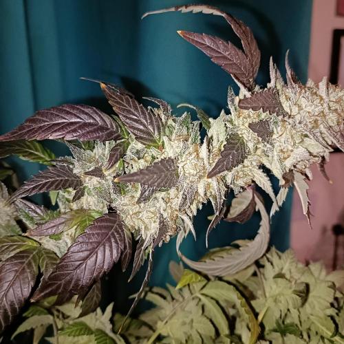 1st Test Run SSSC x Dutch P. Week 32