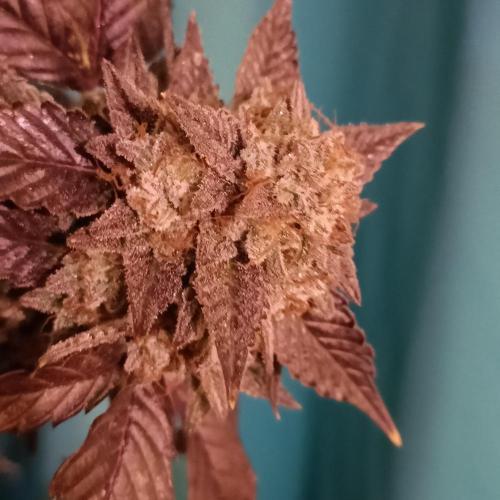 1st Test Run SSSC x Dutch P. Week 32