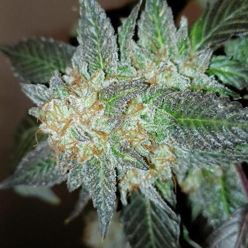 1st Test Run SSSC x Dutch P. Week 32