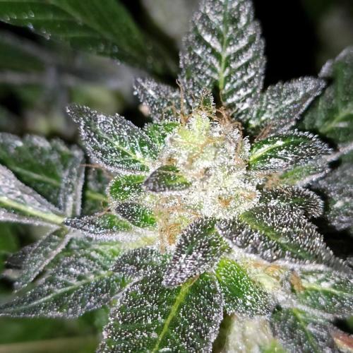 1st Test Run SSSC x Dutch P. Week 33