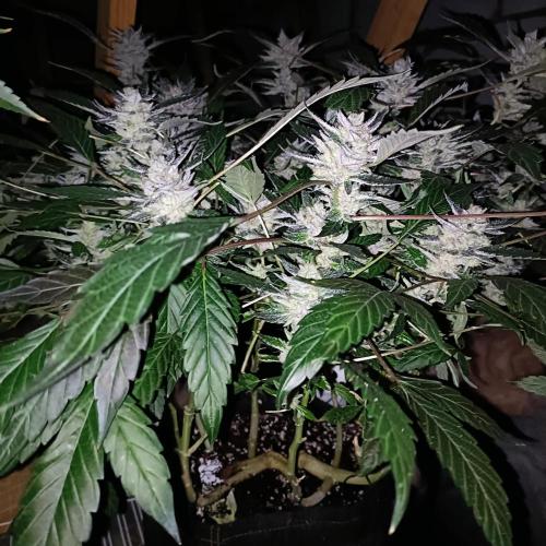 1st Test Run SSSC x Dutch P. Week 33