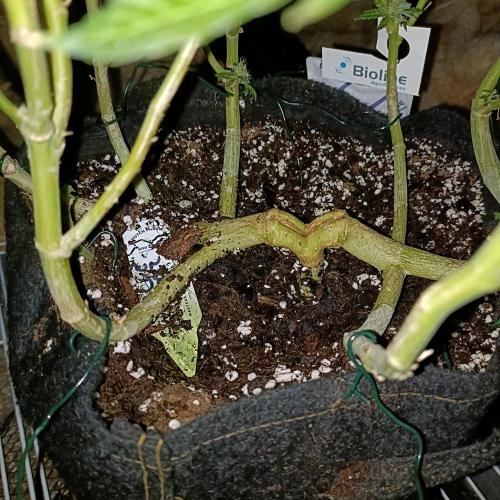 1st Test Run SSSC x Dutch P. Week 33