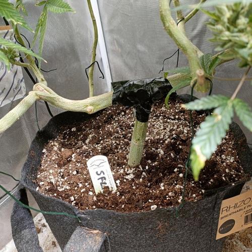 Dosi and lemons SuperVeg. Week 29 - Lemon