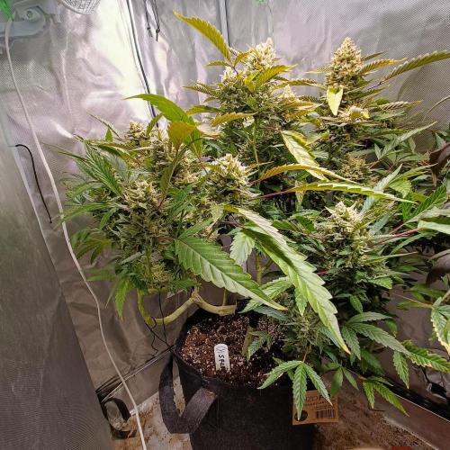 Dosi and lemons SuperVeg. Week 29 - Lemon