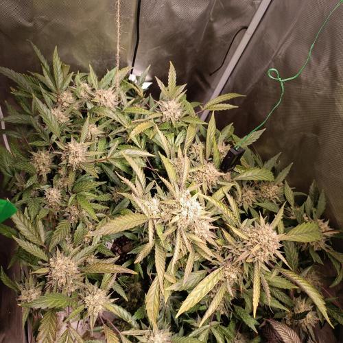 Dosi and lemons SuperVeg. Week 29 - Lemon