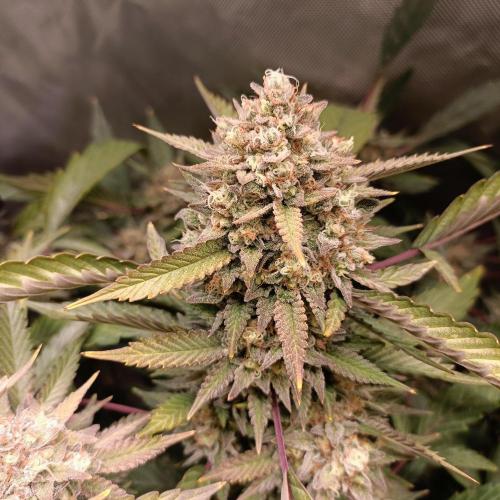 Dosi and lemons SuperVeg. Week 29 - Lemon