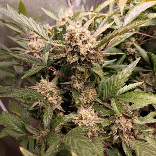 Dosi and lemons SuperVeg. Week 29 - Lemon