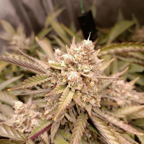 Dosi and lemons SuperVeg. Week 29 - Lemon