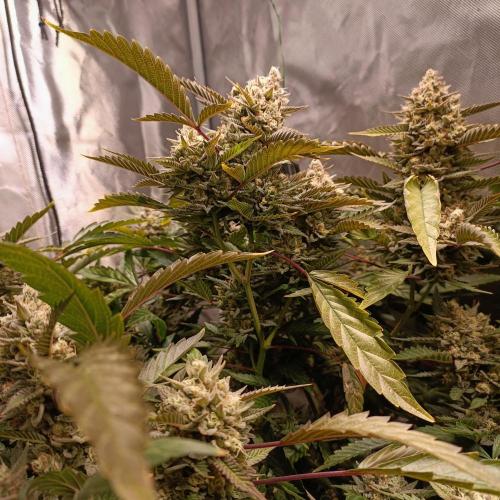 Dosi and lemons SuperVeg. Week 29 - Lemons