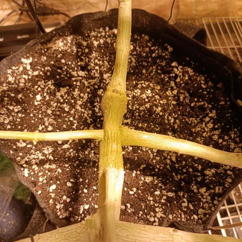 Dosi and lemons SuperVeg. Week 29 - Dosi